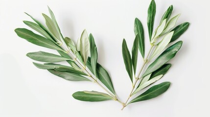Poster - An olive branch with leaves isolated on a white background close-up