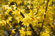 Forsythia plant blooming in spring in close up