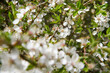 Tree blooming in early spring with white flowers