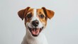 Jack Russel terrier dog smiling on white background, with big nose. Studio shot.