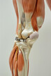A model of a leg with a knee brace and a metal plate. The leg is shown in a close up