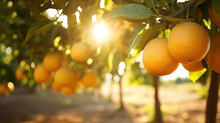 Oranges On Tree..