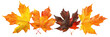Maple autumn leaves set isolated on transparent background, clipart, cutout, png.