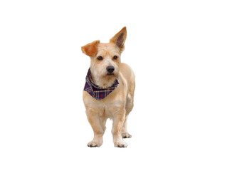 Poster - Terrier in bandanas stands,isolated on white background