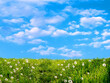 Blue sky and summer green field landscape