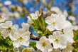 Blossoming apple tree background