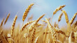 Ears of wheat against the blue sky.
