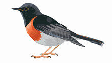 Illustration Of Red Bellied Thrush Flat Vector Isolated