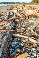 Canvas Print - West Beach Driftwood 4