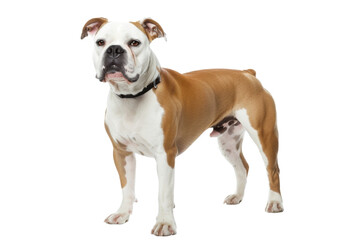 Wall Mural - American bulldog standing isolated on transparent background