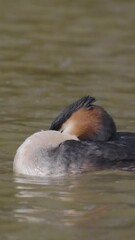 Wall Mural - Vertical Video of a Great Crested Grebe in Slow Motion