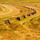 Fototapeta Las - Bales of Hay or Straw in Farm Field Two String in Rows