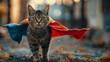 Charming cats strut down the runway in vibrant superhero capes at an exclusive pet fashion show