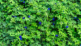 Fototapeta Desenie - Butterfly pea flowers with leaf in the garden background. Butterfly pea flower or Clitoria ternatea L. growing at fence