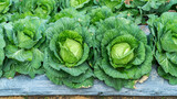 Fototapeta Desenie - Closeup green cabbage cultivation at the garden background. Close up head of green cabbage outdoor agricultural at farm.