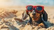 © Artem - Beautiful dog of dachshund, black and tan, buried in the sand at the beach sea on summer vacation holidays, wearing red sunglasses