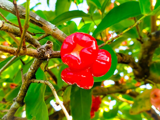 Wall Mural - Juicy red rose apple stands out on the tree.