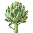 Green artichoke isolated on transparent background