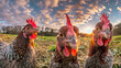 A group of chickens is walking across a field, moving together in a cohesive manner