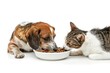 dog and cat eating food from a bowl Isolated white background