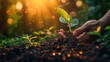 Human hand planting young plant in the soil with sunlight background. Ecology concept.