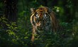 The Siberian tiger in the forest
