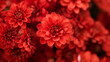 Zbliżenie na czerwony kwiat z gatunku 