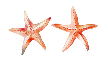 Simple watercolor of two starfish isolated on white background