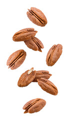 Wall Mural - Falling pecan, nut, isolated on white background, full depth of field