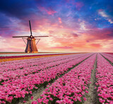 Fototapeta Tulipany - dutch windmill over yellow tulips field , Holland, retro toned. High quality photo
