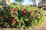 Fototapeta Zwierzęta - Desert style xeriscaped road side with flowering dwarf Callistemon also known as Bottlebrush or Little John plant, Phoenix, Arizona