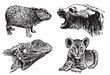 Graphical set of animals on white background, vector illustration
