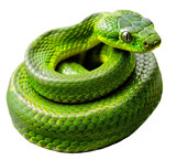 Fototapeta  - Green poisonous snake curled up in a ball isolated on a transparent or white background