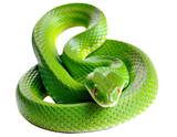 Fototapeta  - Green poisonous snake with yellow eyes curled up in a ball isolated on transparent or white background. Large-eyed Pit Viper or Trimeresurus macrops coiling