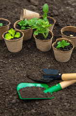 Canvas Print - Plant the seedlings in cups. selective focus.