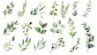 Collection of watercolor floral illustrations with green leaf branches