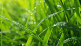 Zbliżenie na wiosenną trawę pokrywą drobnymi kroplami wody