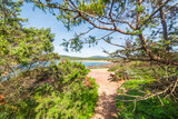 Fototapeta Londyn - Small path to the beach on a sunny day