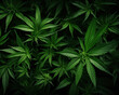 Cannabis background.