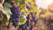 Close-up Of Ripe Purple Grapes Growing On Vine In Picturesque Vineyard, Wine And Agriculture Concept