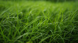 Zbliżenie przedstawiające pojedyncze źdźbła trawy