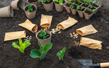 Wall Mural - Sow seeds in the garden for rose gardens. selective focus.