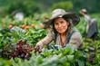 Hispanic Woman Harvesting Fresh Red Strawberries