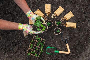 Canvas Print - Plant the seedlings in cups. selective focus.