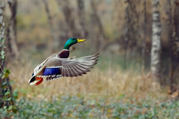 Sticker - flying mallard with water droplets against the background of a blurred forest