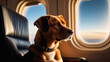 Cute dog near window in airplane.Travel with pets Concept. Transportation of animals for holiday or emigration