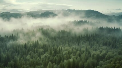 Wall Mural - Aerial view of foggy forest in the mountains. Beautiful landscape, thick fog covered with thick coniferous forest. forest with a bird's eye view, AI Generated