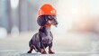 Celebrating World Safety Day, a dachshund sports a vibrant orange safety helmet, standing out against a minimalist, softly lit background.