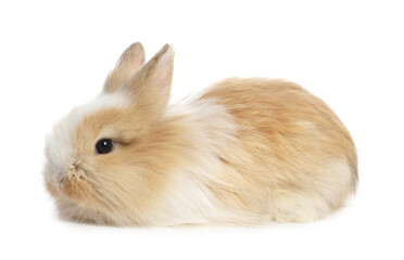 Cute fluffy pet rabbit isolated on white