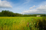 Fototapeta Morze - Landscape with grass and blue sky.